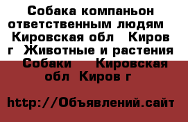 Собака-компаньон ответственным людям - Кировская обл., Киров г. Животные и растения » Собаки   . Кировская обл.,Киров г.